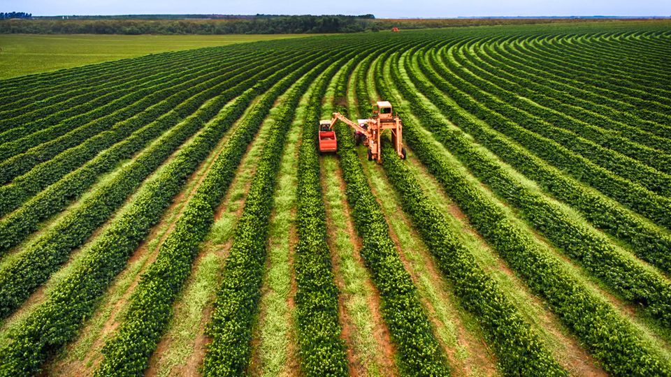 Auf den großen Kaffeeplantagen in Brasilien hat längts die Automatisierung Einzug gehalten. Eigens für das Auslesen der Kaffeebäume konstruierte Erntemaschinen fahren die schier endlosen Reihen der Felder ab. 
