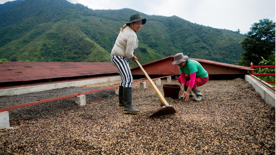 Nach der Ernte werden die Kaffeekirschen getrocknet. Auf kleineren Plantagen wie hier in Kolumbien ist noch viel Handarbeit angesagt.  Nach der Trocknung lässt sich das Fruchtfleisch leichter lösen und die eigentliche Kaffeebohne freilegen. 