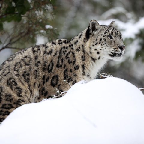 Ein Schneeleopard, hier im Central Park Zoo in New York
