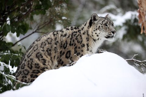 Ein Schneeleopard, hier im Central Park Zoo in New York