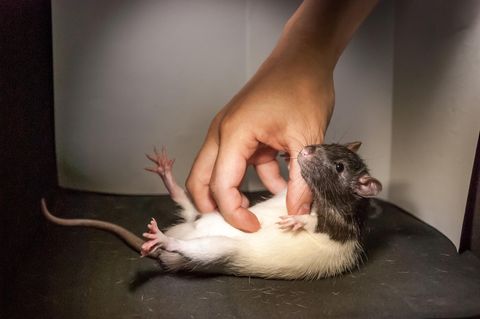 Mann tötet Ratten grausam