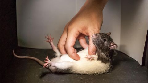 Mann tötet Ratten grausam