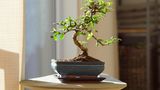 Ein Zimmerbonsai gibt Räumen einen asiatischen Touch. Allerdings sind die Minibäume sehr anspruchsvoll. Vor allem die Lichtverhältnisse sind schwierig, denn der tropische Baum braucht ordentlich Licht. Auch die Luftfeuchtigkeit sollte nicht zu gering ausfallen. Wer sich die Mühe macht, wird mit einem beeindruckten Schmuck für die Wohnung belohnt.