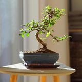 Ein Zimmerbonsai gibt Räumen einen asiatischen Touch. Allerdings sind die Minibäume sehr anspruchsvoll. Vor allem die Lichtverhältnisse sind schwierig, denn der tropische Baum braucht ordentlich Licht. Auch die Luftfeuchtigkeit sollte nicht zu gering ausfallen. Wer sich die Mühe macht, wird mit einem beeindruckten Schmuck für die Wohnung belohnt.