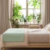 Pflanzen können auch ein natürlicher Sichtschutz sein. Vor allem bei Erdgeschossfenstern ist ein Mix aus verschiedenen Topfpflanzen praktisch um neugierige Blicke abzuschirmen. 