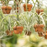 Es müssen nicht immer riesige Hängepflanzen sein: Viele, kleine Töpfe sorgen auch für ein Highlight im Raum. 