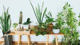 Statt jetzt wild alle Pflanzen im Gartencenter oder Blumenladen zu kaufen, sollten Sie sich langsam randtasten. Wie wirkt das Grün? Wie viele Pflanzen verträgt der Raum? Und die Deko dazu? Sie sollten nicht übertreiben. Sonst haben Sie schnell ein Sammelsurium aus Deko und Pflanzen im Raum. Das wirkt unruhig und unaufgeräumt.