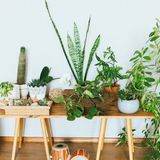 Statt jetzt wild alle Pflanzen im Gartencenter oder Blumenladen zu kaufen, sollten Sie sich langsam randtasten. Wie wirkt das Grün? Wie viele Pflanzen verträgt der Raum? Und die Deko dazu? Sie sollten nicht übertreiben. Sonst haben Sie schnell ein Sammelsurium aus Deko und Pflanzen im Raum. Das wirkt unruhig und unaufgeräumt.