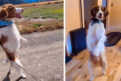 Begeisterung im Netz: Hund läuft wie ein Mensch und geht damit viral
