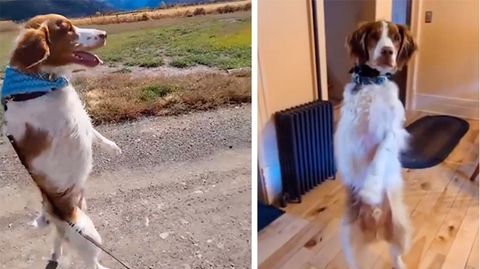 Begeisterung im Netz: Hund läuft wie ein Mensch und geht damit viral