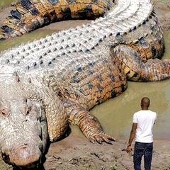 Ein gewaltiges Krokodil liegt vor einem Mann.