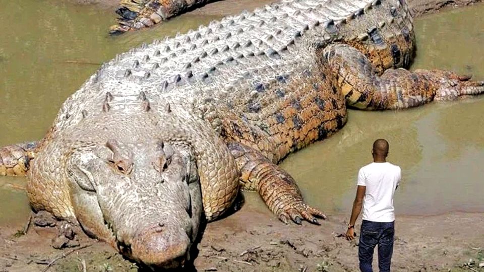 Ein gewaltiges Krokodil liegt vor einem Mann. Ein gewaltiges Krokodil liegt vor einem Mann.