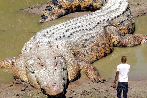 Ein gewaltiges Krokodil liegt vor einem Mann.