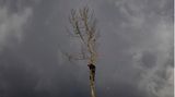 Ein Mitarbeiter eines Baumpflegedienstes fällt einen Baum
