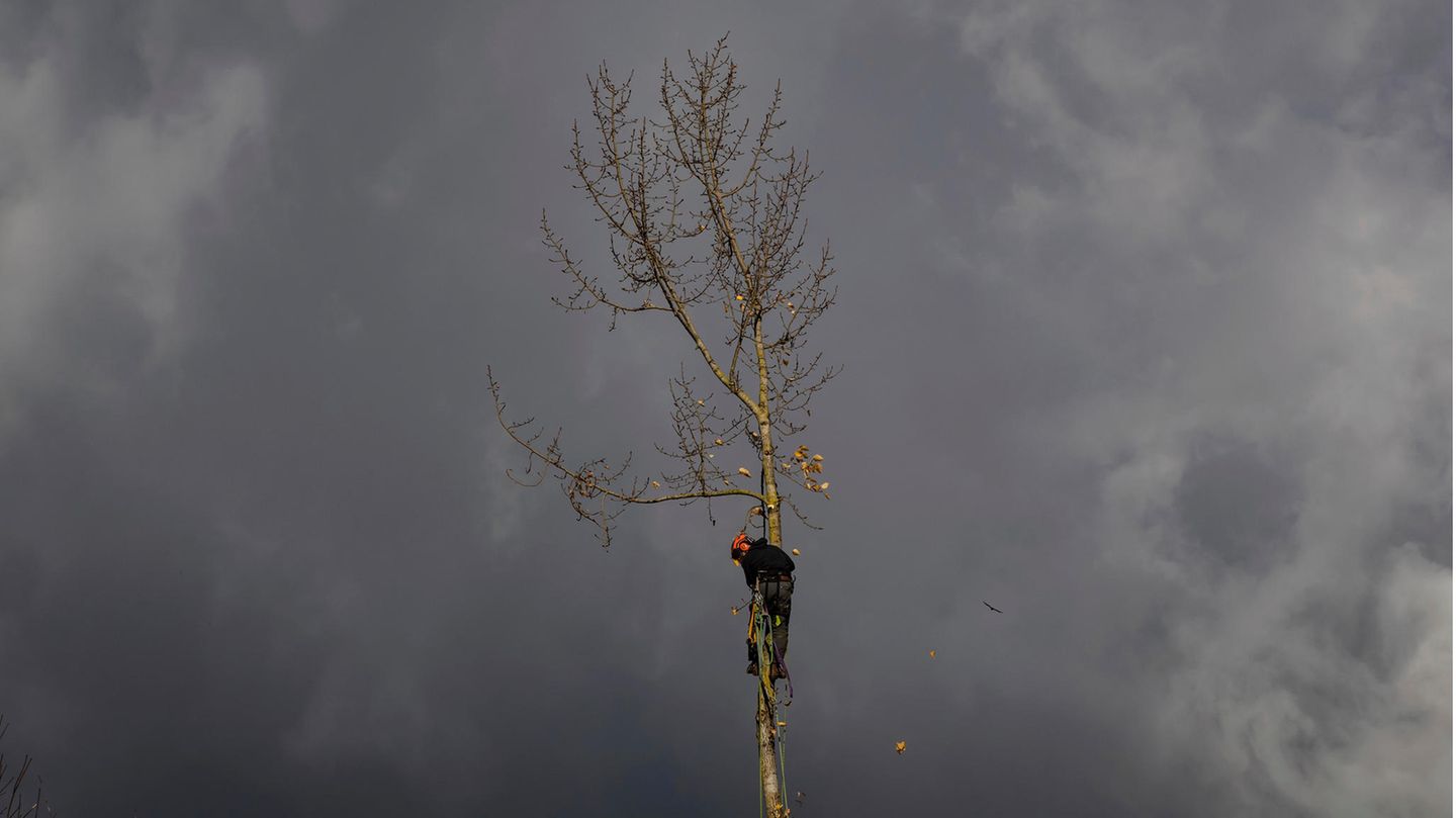 Ein Mitarbeiter eines Baumpflegedienstes fällt einen Baum