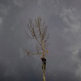 Ein Mitarbeiter eines Baumpflegedienstes fällt einen Baum
