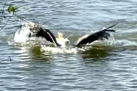 Atemberaubende Bilder: Weißkopfseeadler zieht fette Beute an Land