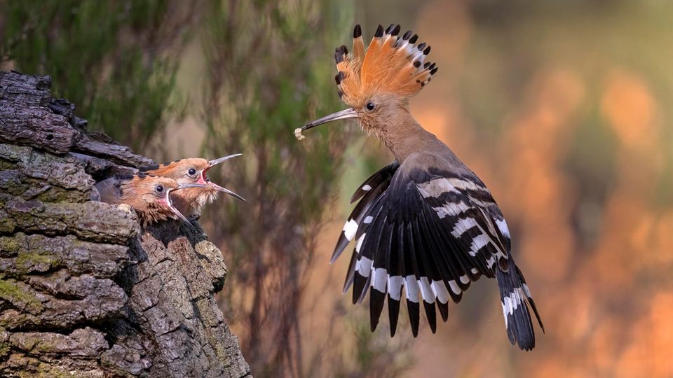 Ein Wiedehopf fliegt eine Bruthöhle an und füttert seine Jungen