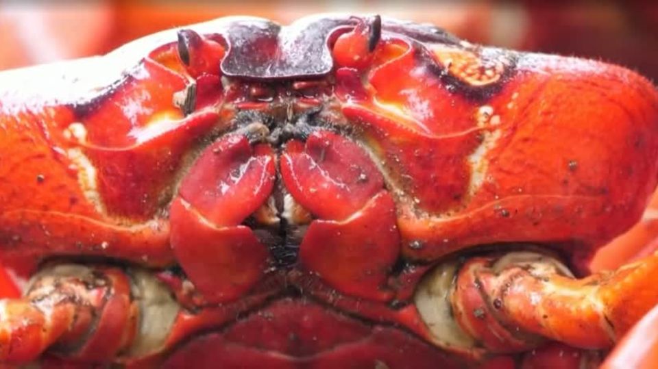 Tierische Invasion: Auf dem Weg zur Paarung: Millionen Krabben überrennen Weihnachtsinsel Tierische Invasion: Auf dem Weg zur Paarung: Millionen Krabben überrennen Weihnachtsinsel
