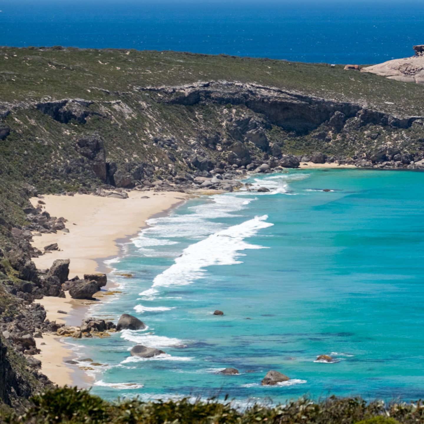 Kangaroo Island: Für ausgestorben gehaltene Spinnenart in Australien  entdeckt | STERN.de