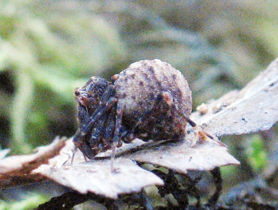 Eine Spinne der Familie Zephyrarchaea austini Eine kleine, braune Spinne