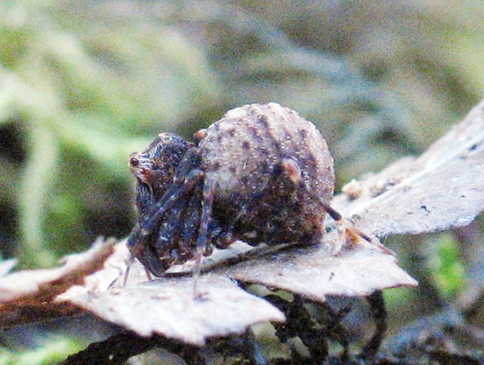 A small, brown spider