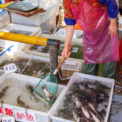 Boxen mit Fisch auf einem Tiermarkt