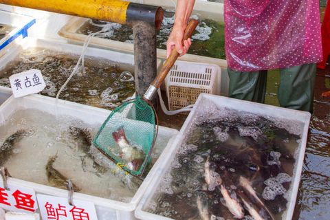 Boxen mit Fisch auf einem Tiermarkt