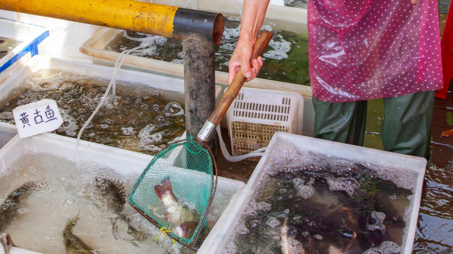 Boxen mit Fisch auf einem Tiermarkt