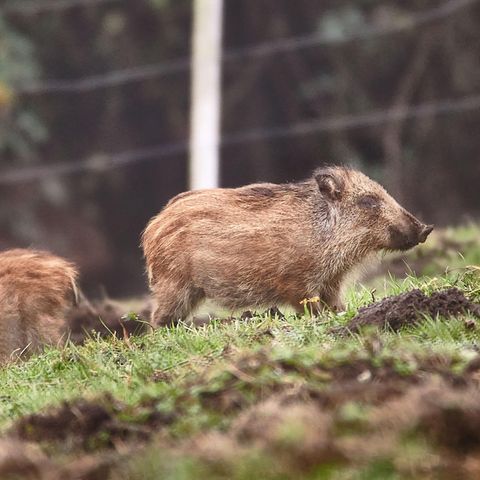 Frischlinge auf einer Wiese bei Altenkessel
