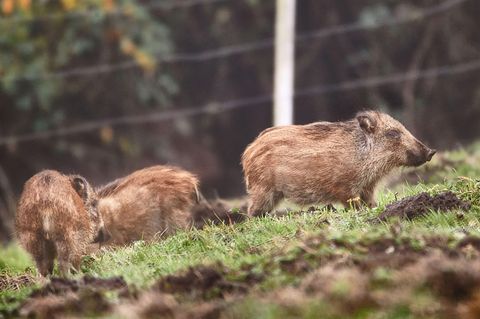 Frischlinge auf einer Wiese bei Altenkessel