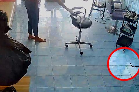Katze schleppt lebende Schlange in Friseursalon und sorgt für Chaos