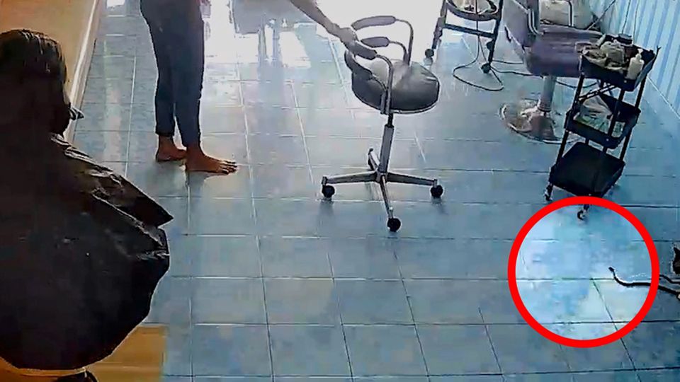 Katze schleppt lebende Schlange in Friseursalon und sorgt für Chaos