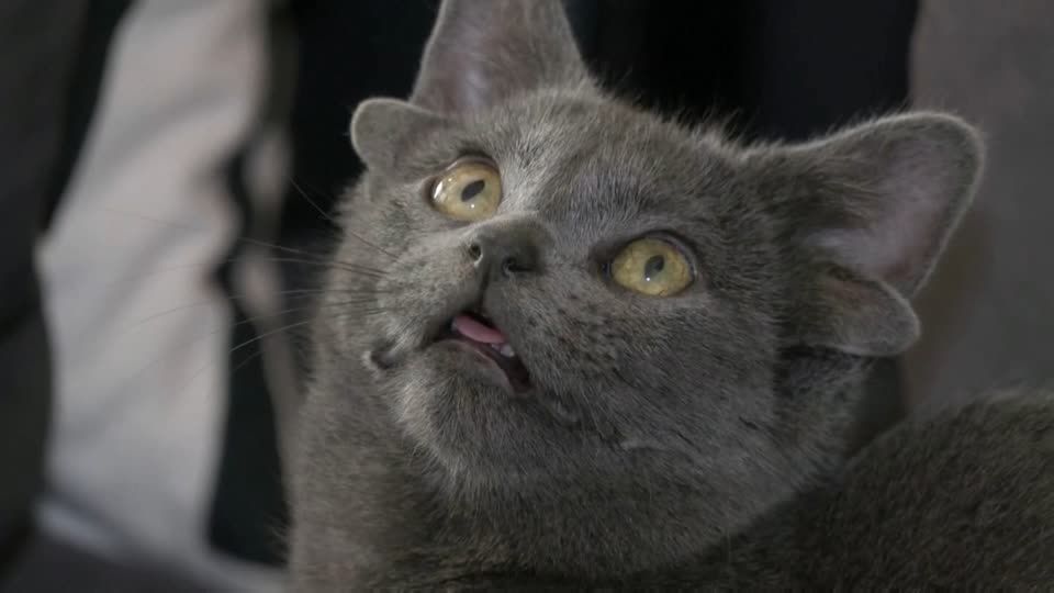 Video: Vierohrige Straßenkatze findet Zuhause Video: Vierohrige Straßenkatze findet Zuhause