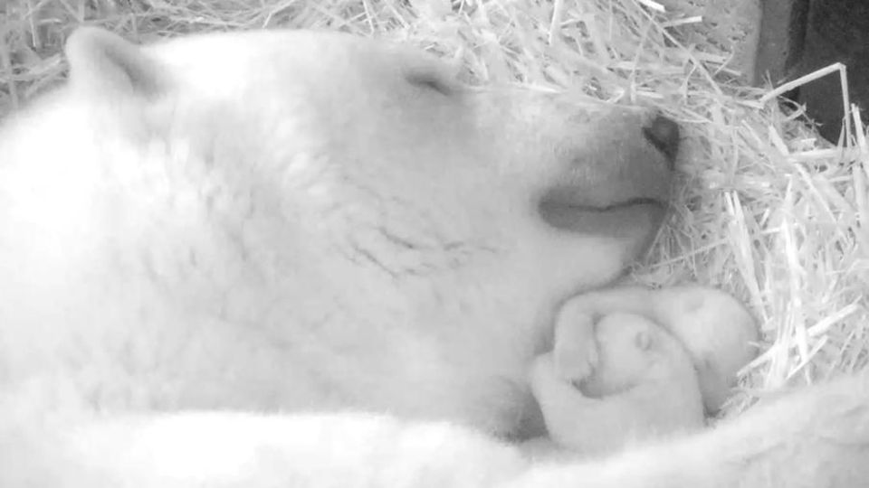 Ein schwarz-weiß-Bild zeigt zwei kleine Eisbären zwischen Kopf und Vorderbeinen ihrer Eisbären-Mutter