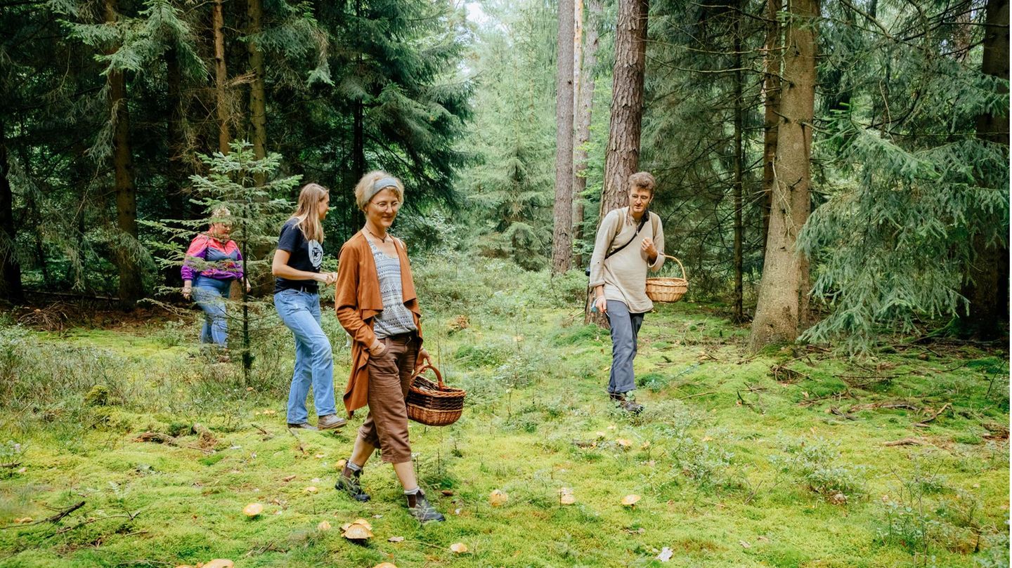 Pilzwanderung Pilzwanderung