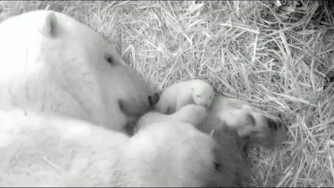 Trauer im Zoo: Berliner Tierpark trauert um Eisbär-Baby: "Werden dich vermissen, kleiner Fritz"