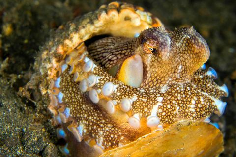 Laut Forschenden sollen auch wirbellose Tiere wie Oktopusse Gefühle wie Schmerzen empfinden können 