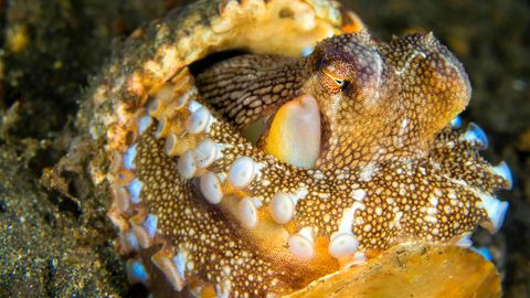 Laut Forschenden sollen auch wirbellose Tiere wie Oktopusse Gefühle wie Schmerzen empfinden können 