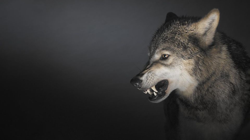 Foto eines Wolfes
