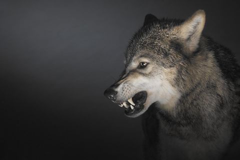 Foto eines Wolfes
