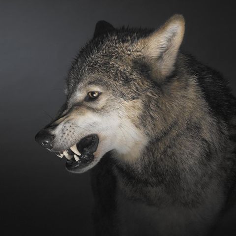 Foto eines Wolfes