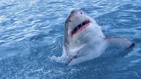 Ein Weißer Hai springt aus dem Wasser