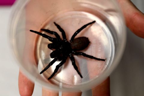 In einem Becher sitzt das handflächengroße Exemplar der riesigen Trichternetzspinne.