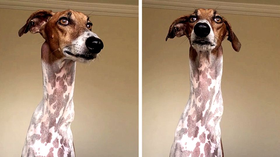 Hund Brodie sieht beinahe aus wie eine Giraffe. Hund Brodie sieht beinahe aus wie eine Giraffe.