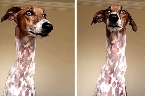 Hund Brodie sieht beinahe aus wie eine Giraffe.