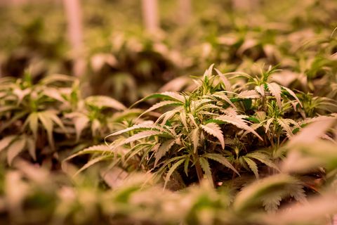 Cannabisplanzen stehen im Blühraum einer Produktionsanlage für medizinisches Cannabis