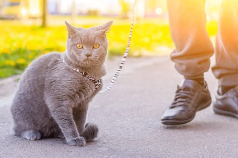 Eine Katze an der Leine als Symbolfoto