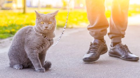Eine Katze an der Leine als Symbolfoto
