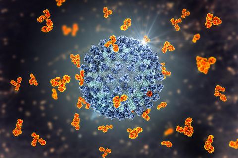 Antikörper (hier orange) versuchen Oberflächenproteine zu blockieren und Sars-CoV-2 zu neutralisieren